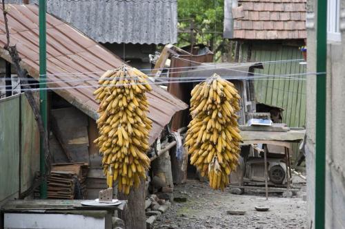 Кукуруза