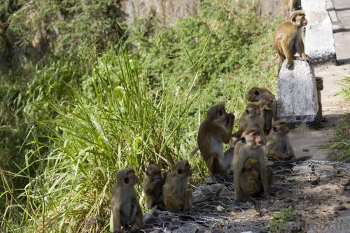 Beggars along the road near Ravana Falls