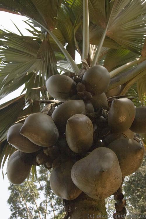 Double coconut, rare plant, the price of a fruit reaches $100.