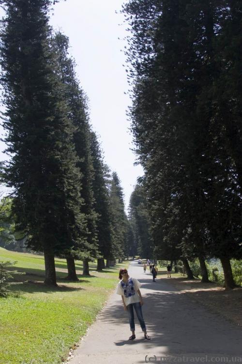 Drunken trees (Cook's pine alley)