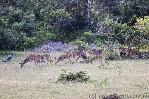 Deer are everywhere in the park.