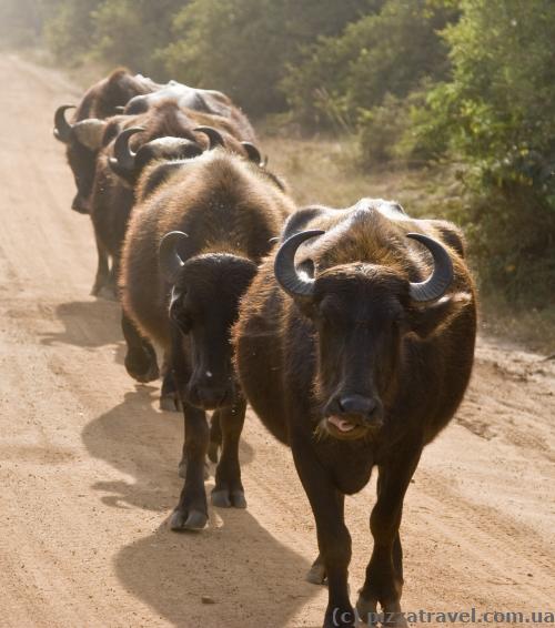 Buffaloes