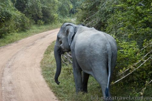 Sometimes elephants are on the road, you have to wait until they give way.