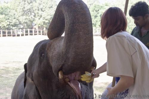 Feeding the elephant