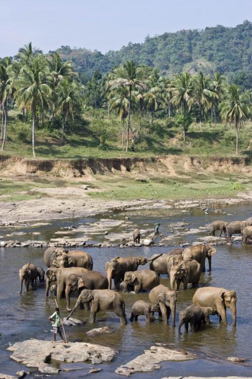 Elephants in Pinnawala