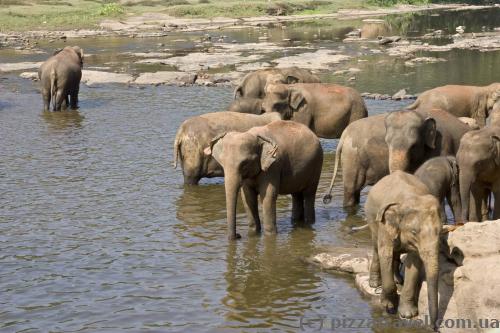 Elephants in Pinnawala