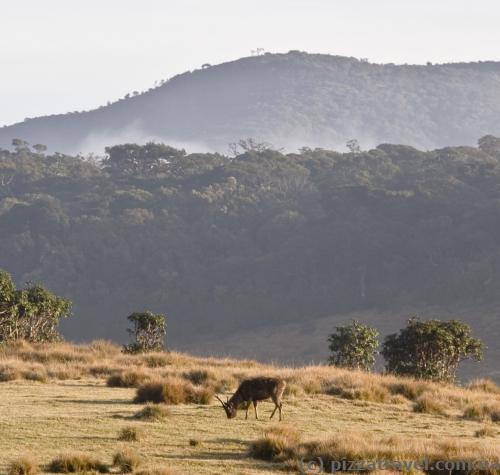 Morning landscape on Horton Plains