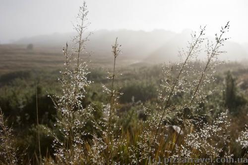 Morning dew on Horton Plains