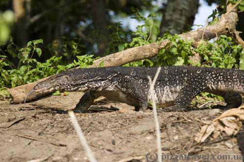 Huge monitor lizards on the Madu Ganga river banks