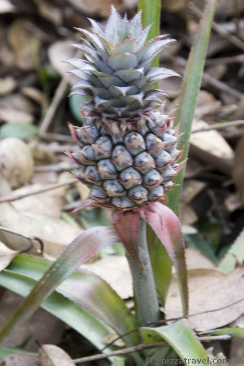 Do pineapples grow this way?