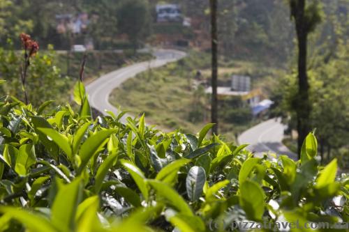 Tea grows everywhere - in the mountains, near the houses, along the roads.