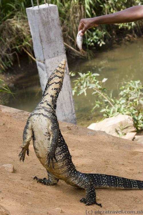 Water monitor in Sri Lanka