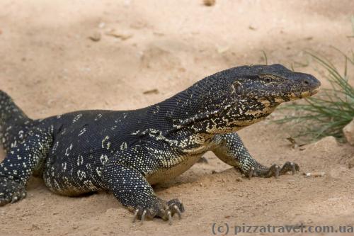 Water monitor in Sri Lanka