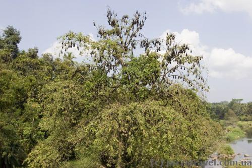 Flying foxes