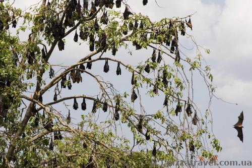 Flying foxes