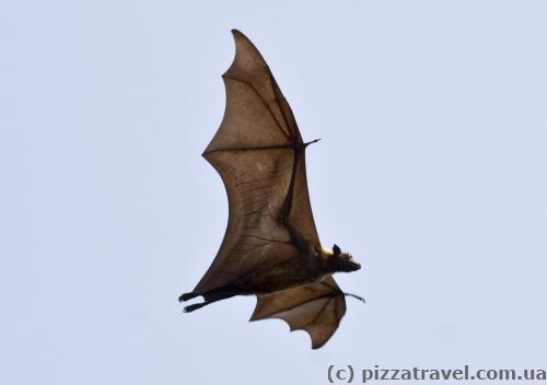 Flying fox