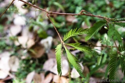 If you touch this plant, its leaves instantly fold.