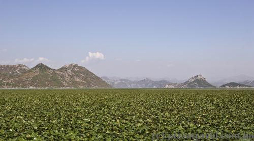 Skadar Lake