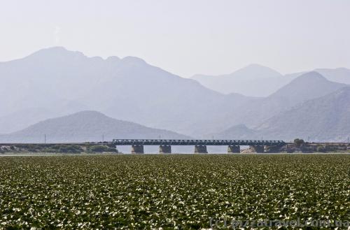 Skadar Lake