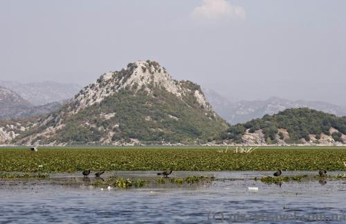 Skadar Lake