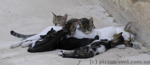 Cats in the St. Nicholas Monastery