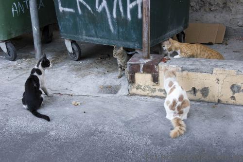 There's a lot of cats in Nicosia, as well as throughout Cyprus.