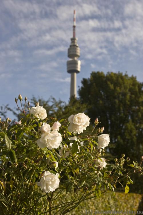 Flowers in the Westfalenpark