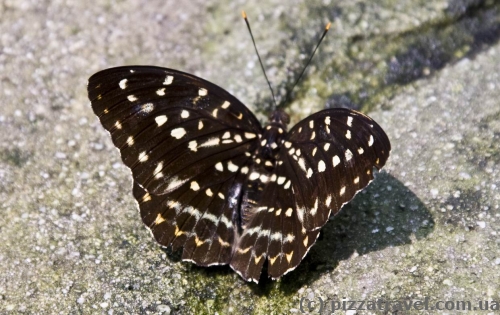 Butterfly Park in Kuala Lumpur