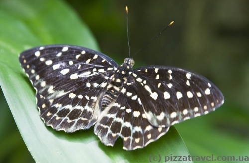 Butterfly Park in Kuala Lumpur