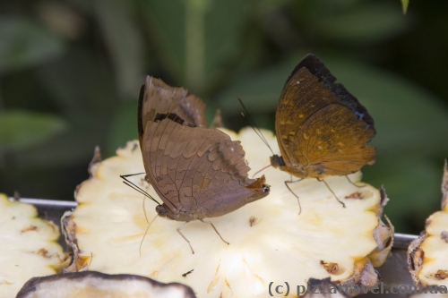 Butterfly Park in Kuala Lumpur