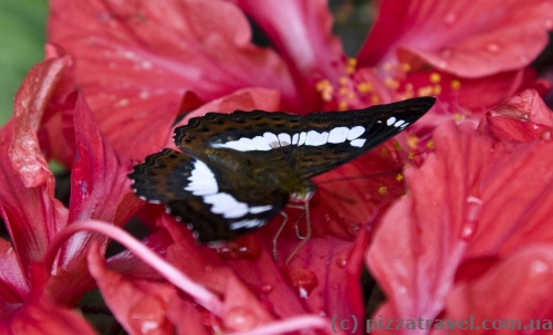 Butterfly Park in Kuala Lumpur