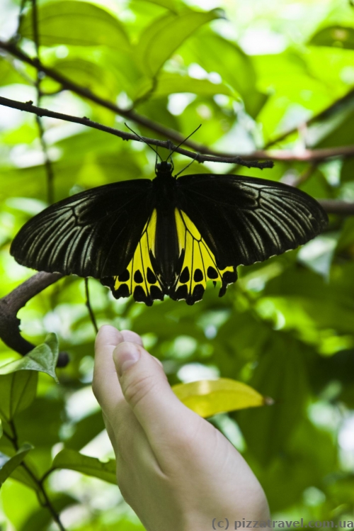 Butterfly Park in Kuala Lumpur