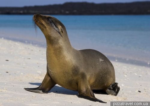 Seals on the Chinese Hat island