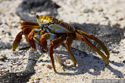 Sally Lightfoot crab on the Chinese Hat Island