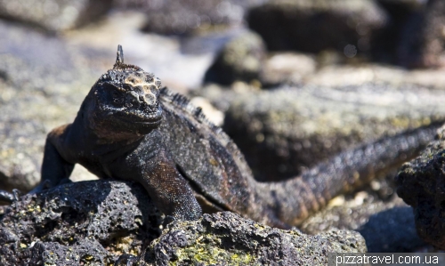 Marine iguana on the Chinese Hat island