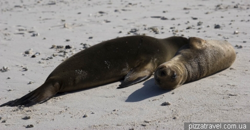 Seals on the Chinese Hat island