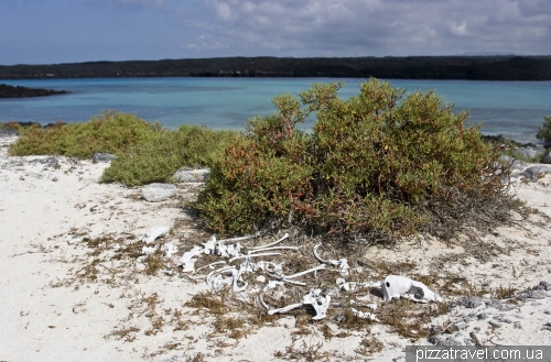  Skeleton of seal on the Chinese Hat Island
