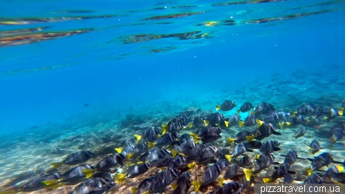 Snorkeling around the Chinese Hat island