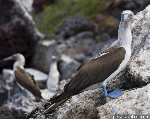 Blue-footed Booby on the Mariela island