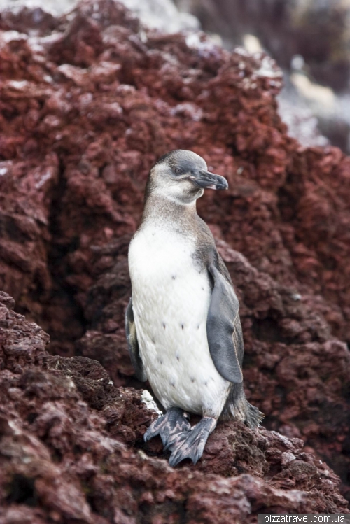 Галапагоський пінгвін на острові Маріела