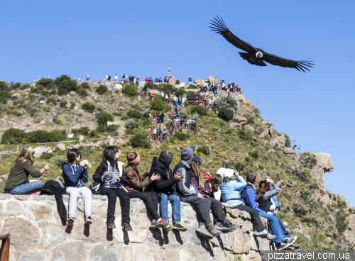 Condors in Colca Canyon