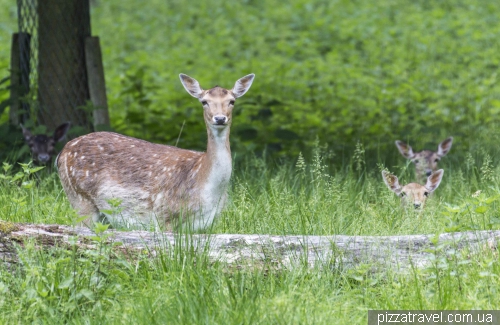 The Zoological Garden in Hannover (Tiergarten)