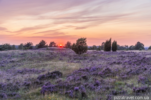 Luneburg Heath