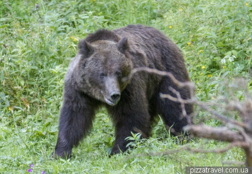 Bears in Romania