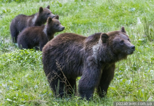 Bears in Romania