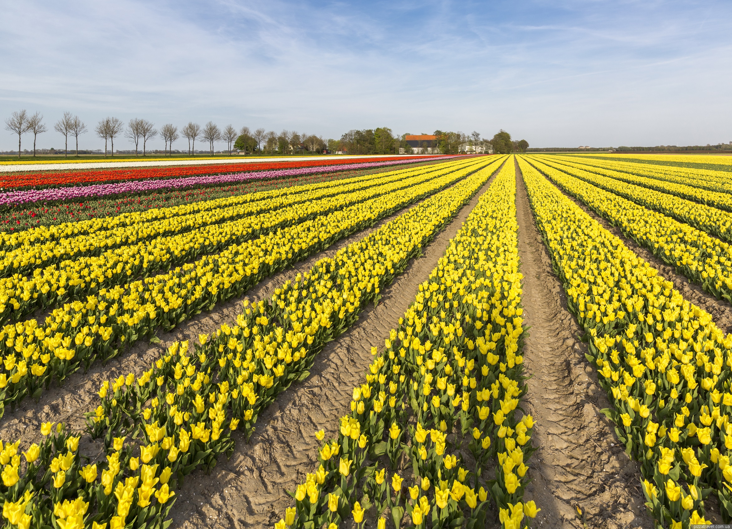Tulip Festival in the Netherlands Netherlands Blog about