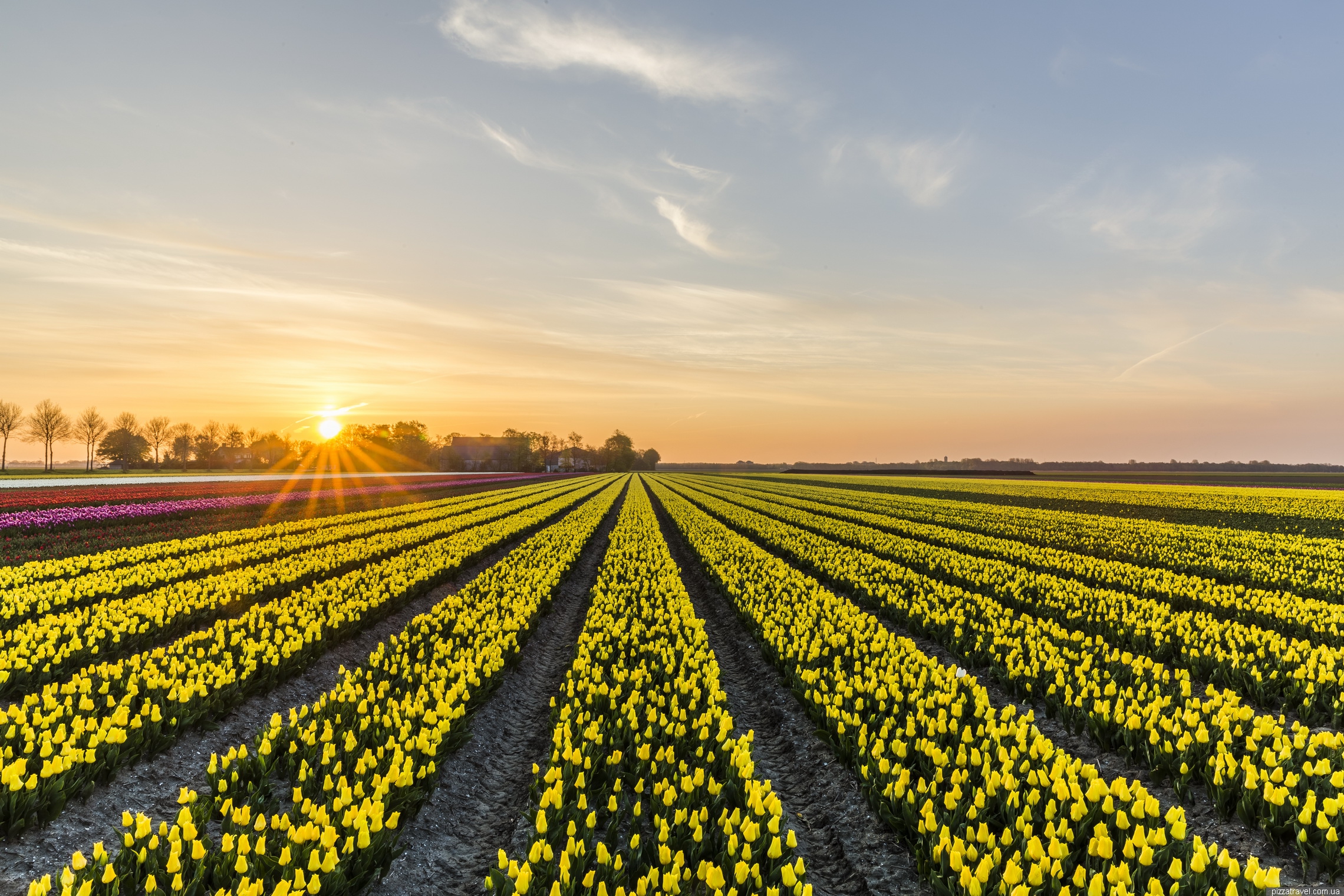 Tulip Festival in the Netherlands Netherlands Blog about