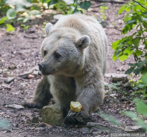 Worbis bear park