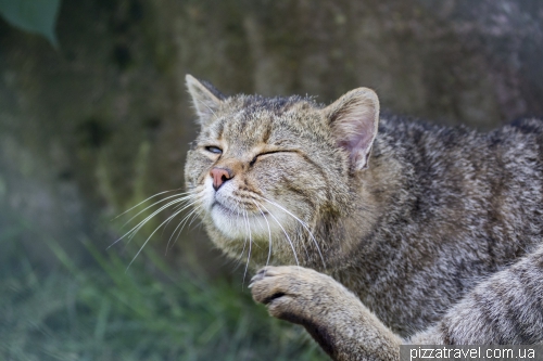 Притулок диких котів в Хютшенроді  (Wildkatzendorf Huetscheroda)