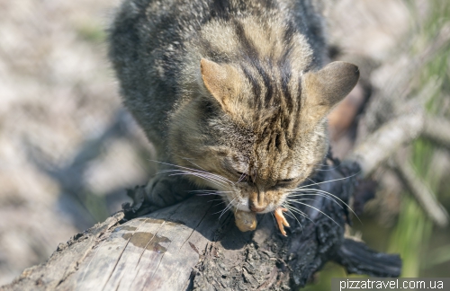 Притулок диких котів в Хютшенроді  (Wildkatzendorf Huetscheroda)